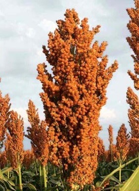 Sorghum